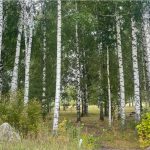 Жизнь всегда начинается