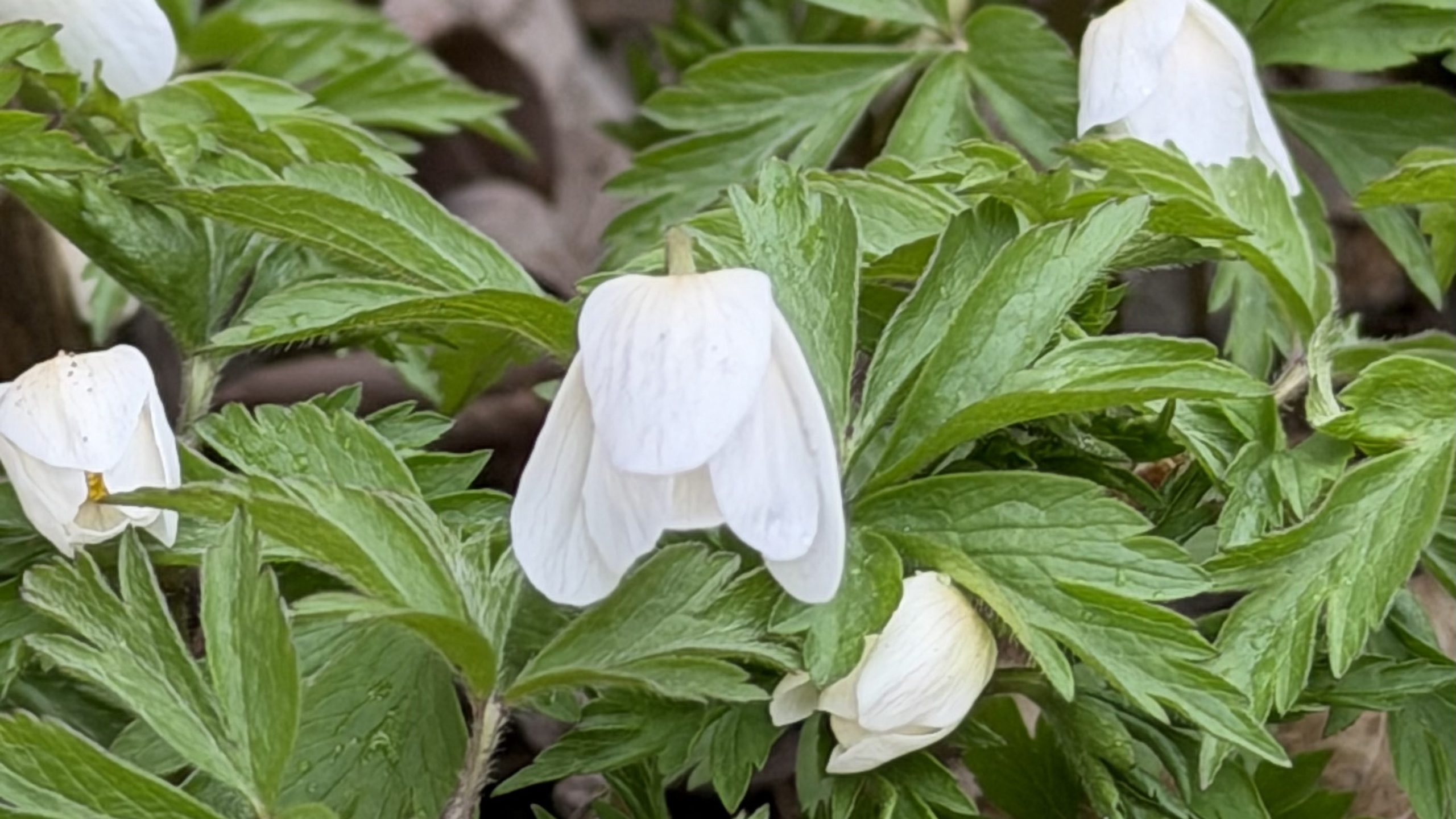 подснежник