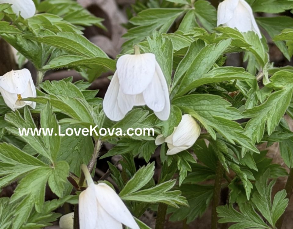 Подснежники